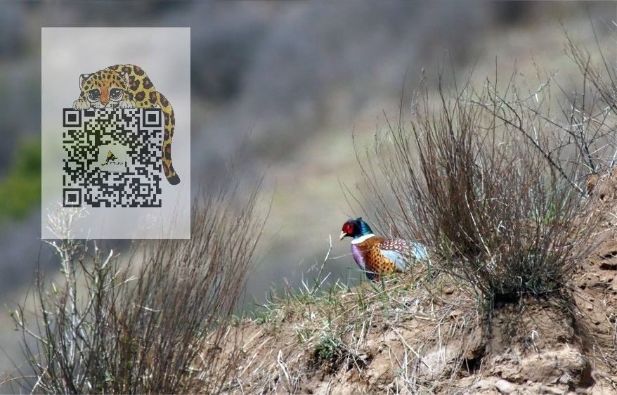 鸡鸡鸡鸡,野生的不能吃吗?是的