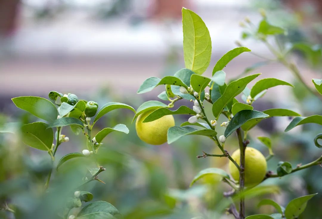 薰衣草：我把虫子都熏跑了，没想到你们竟然想泡我