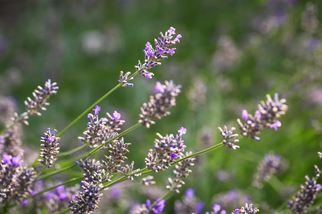 薰衣草：我把虫子都熏跑了，没想到你们竟然想泡我