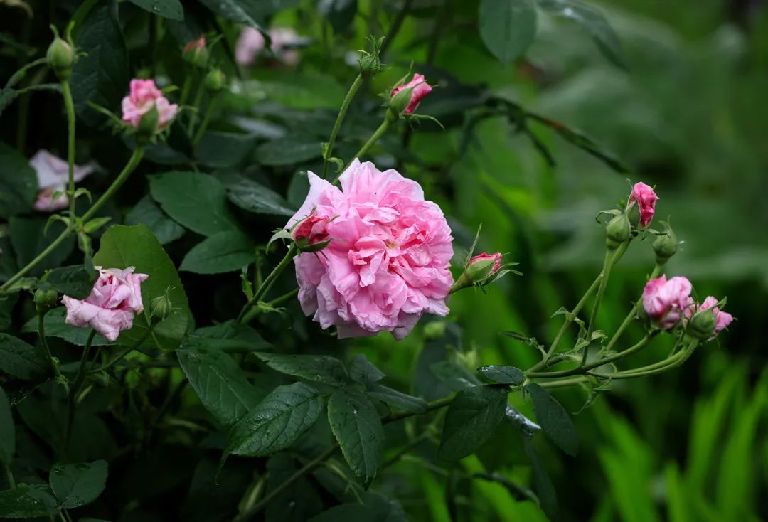薰衣草：我把虫子都熏跑了，没想到你们竟然想泡我
