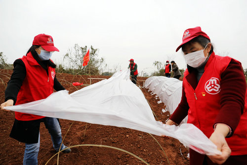 泸州龙马潭：“巾帼雷锋”来助力春耕生产不用愁