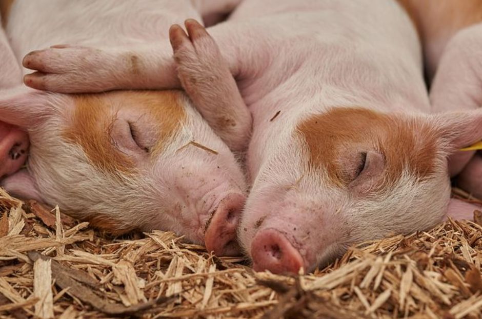 神农架发生野猪非洲猪瘟疫情?如何防控?