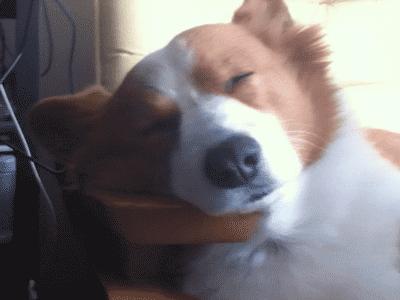 狗狗总打喷嚏是不是有虫子,狗狗总打喷嚏喉咙不舒服