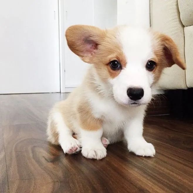 狗狗总打喷嚏是不是有虫子,狗狗总打喷嚏喉咙不舒服