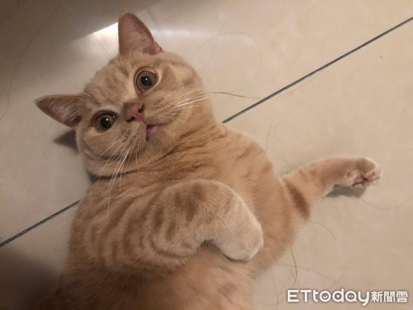 爱猫咬住鼻头　妈无奈：到底养了啥？