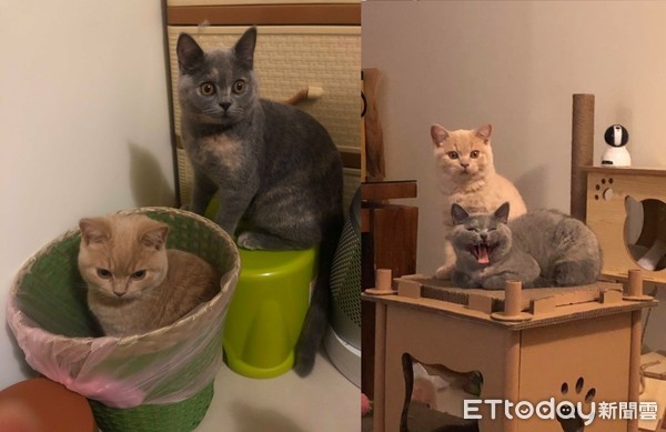 爱猫咬住鼻头　妈无奈：到底养了啥？