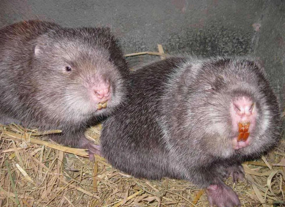 养殖户的权益谁来保障,养殖户法律保护