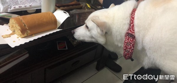 偷吃贵妃香嫩鸡爪,偷吃鸡下跪求饶视频