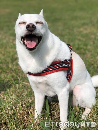 偷吃贵妃香嫩鸡爪,偷吃鸡下跪求饶视频