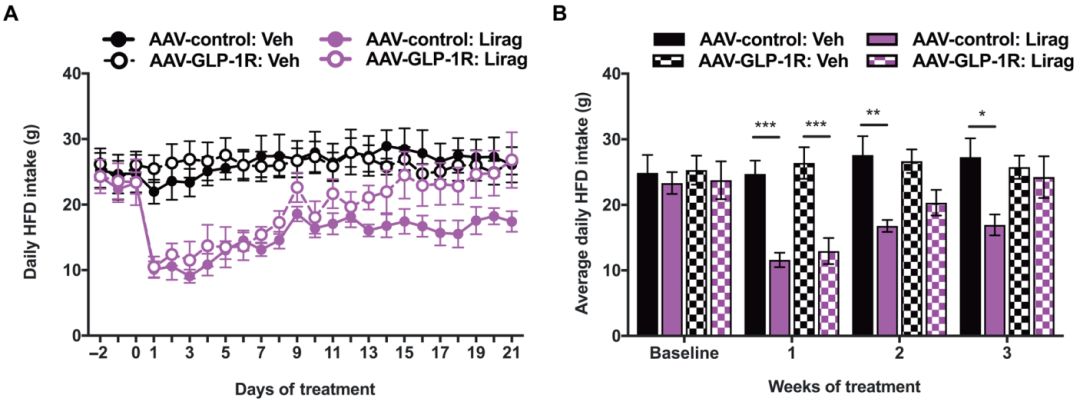 利拉鲁肽抑制食欲不明显,利拉鲁肽是如何抑制食欲的