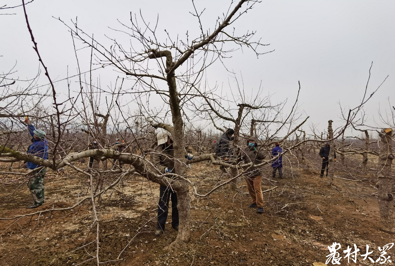 20万亩老树果园标准化改造,果树低产改造