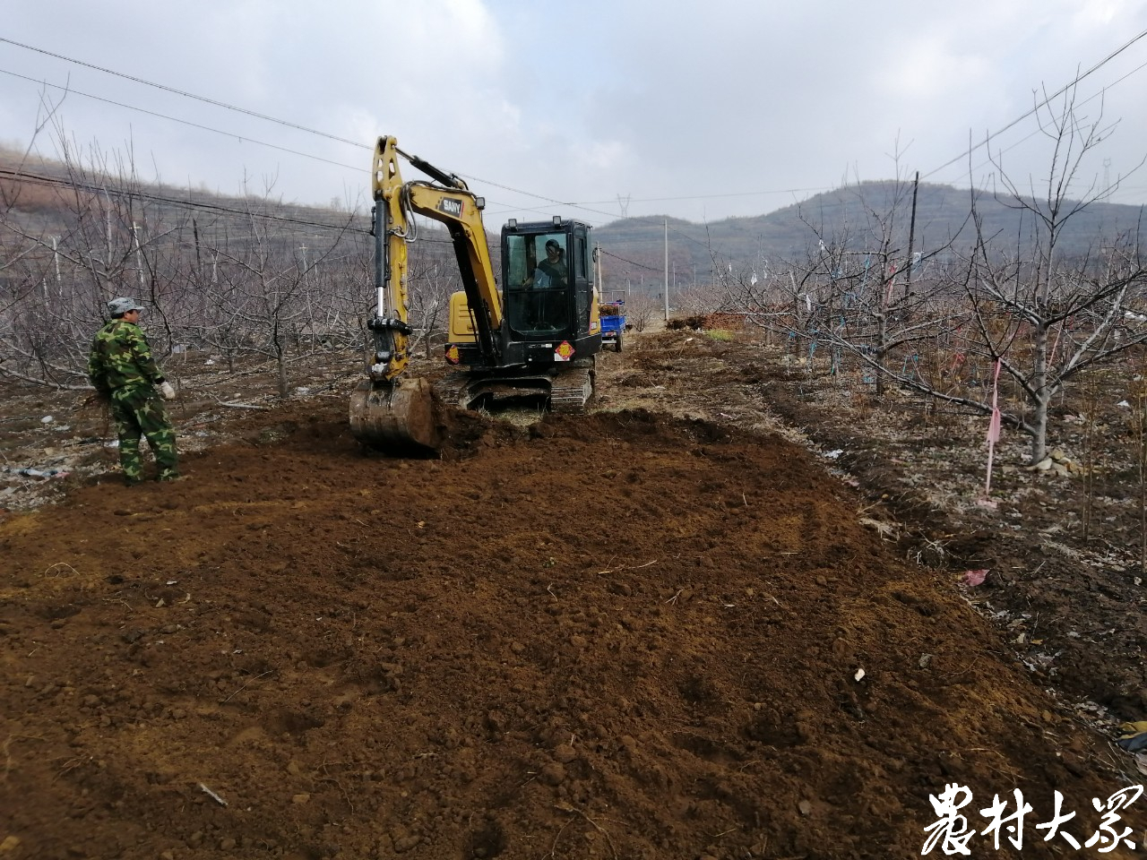 20万亩老树果园标准化改造,果树低产改造