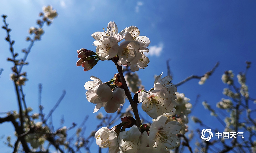 攀枝花樱桃花,攀枝花中坝玛瑙红樱桃