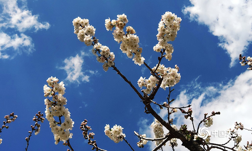 攀枝花樱桃花,攀枝花中坝玛瑙红樱桃
