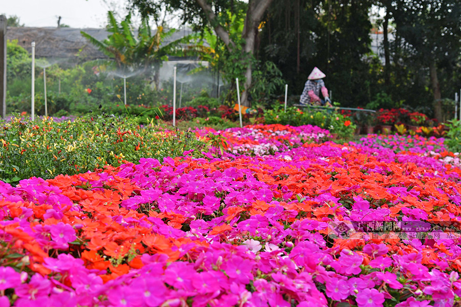 3月8日焦点图：@中小学生发新课本了，收到了吗？