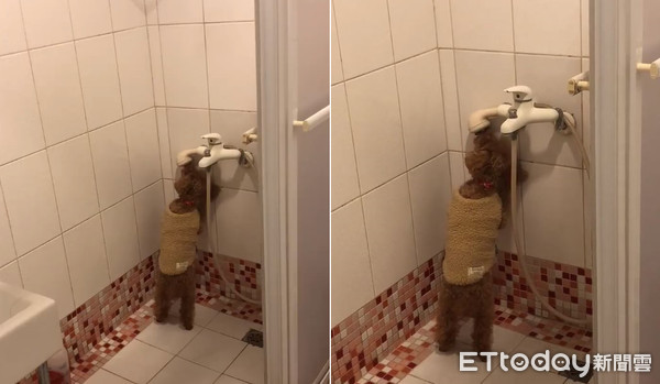 起床找不到枕边犬！爸一进厕所见它“扶墙喝水”