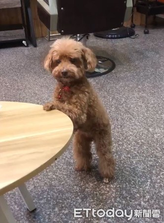 起床找不到枕边犬！爸一进厕所见它“扶墙喝水”