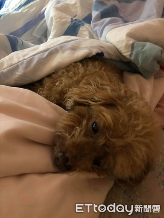 起床找不到枕边犬！爸一进厕所见它“扶墙喝水”