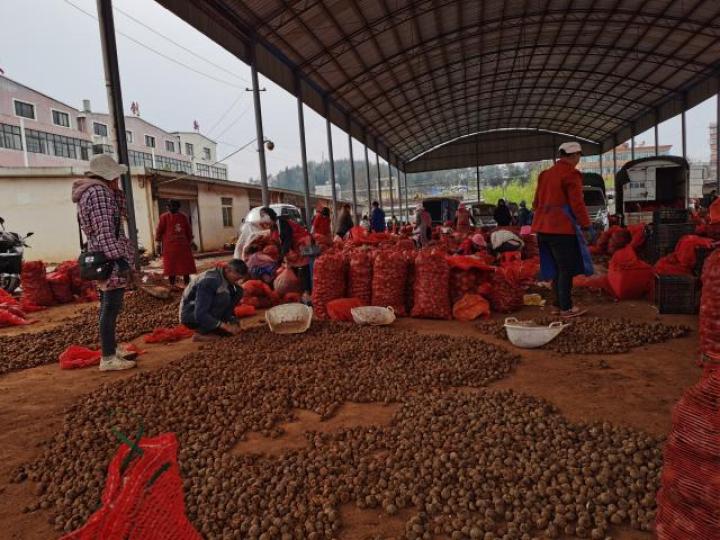 全国最大魔芋市场,富源富村魔芋
