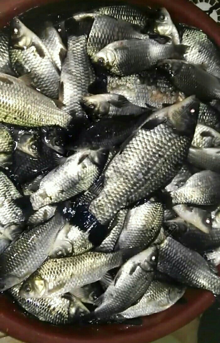 蚯蚓保存放保鲜还是放急冻,大批量蚯蚓怎样存放成活率高