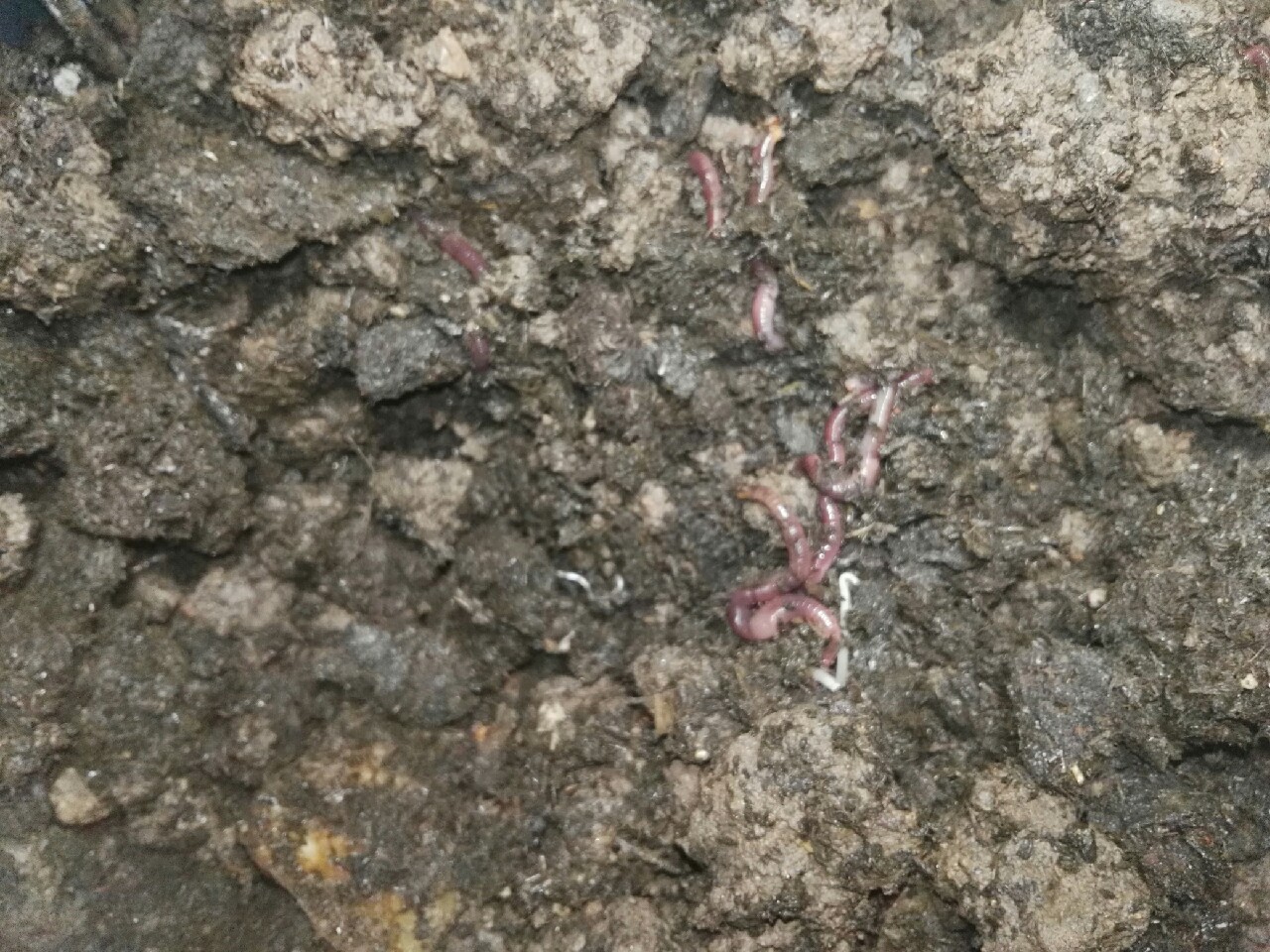 蚯蚓保存放保鲜还是放急冻,大批量蚯蚓怎样存放成活率高