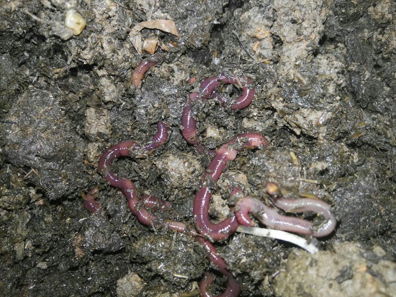 蚯蚓保存放保鲜还是放急冻,大批量蚯蚓怎样存放成活率高