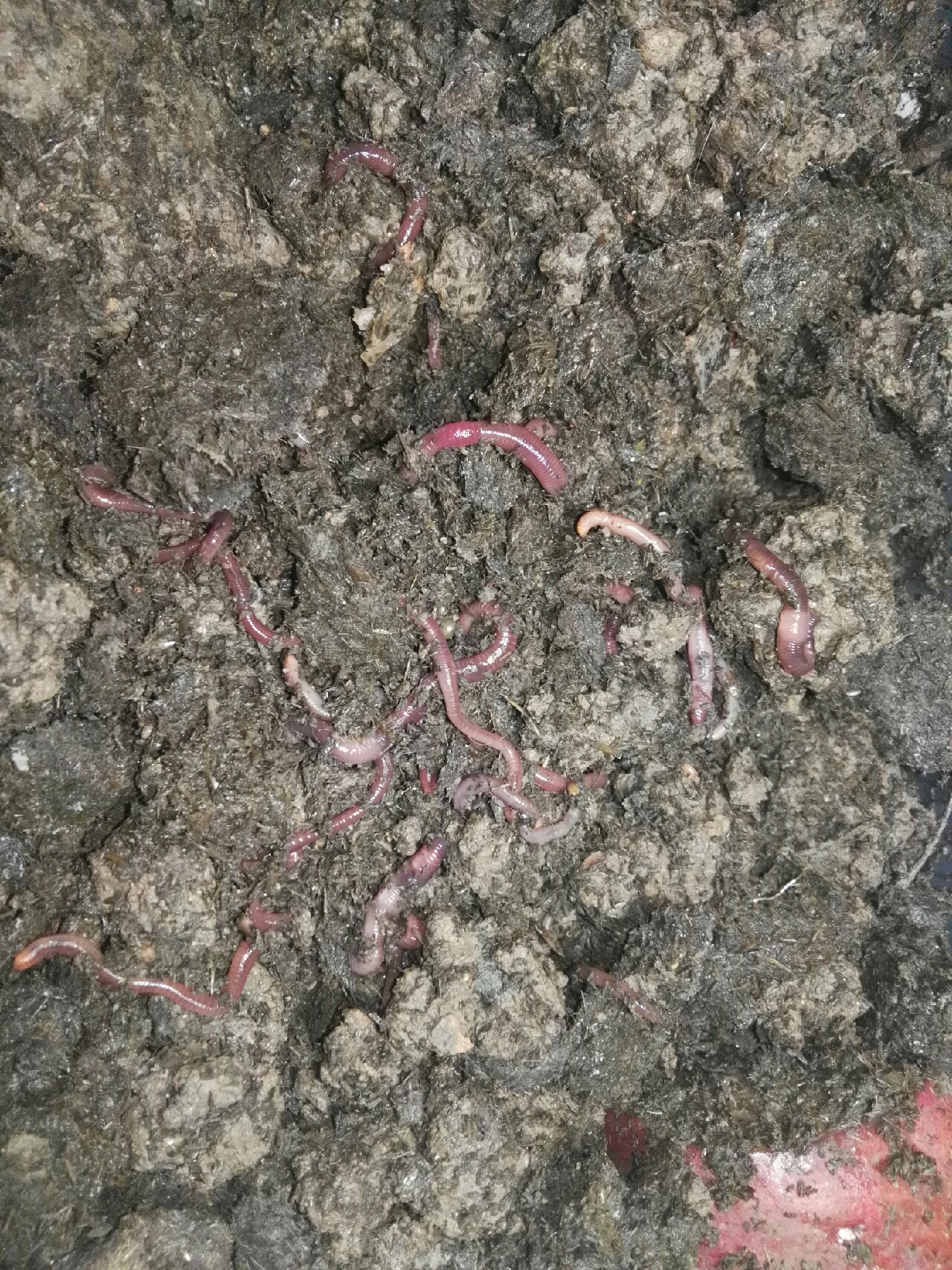 蚯蚓保存放保鲜还是放急冻,大批量蚯蚓怎样存放成活率高