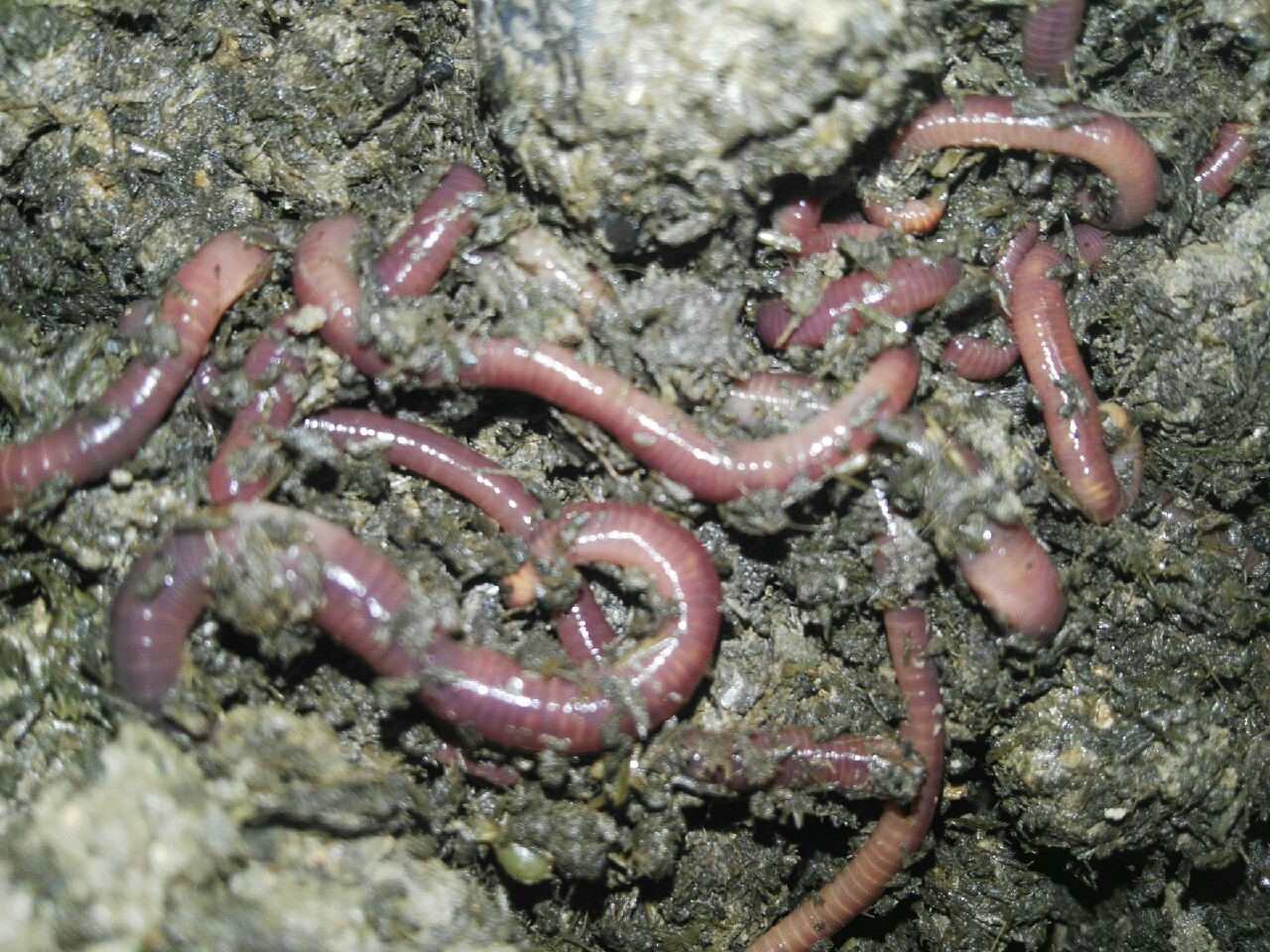 蚯蚓保存放保鲜还是放急冻,大批量蚯蚓怎样存放成活率高