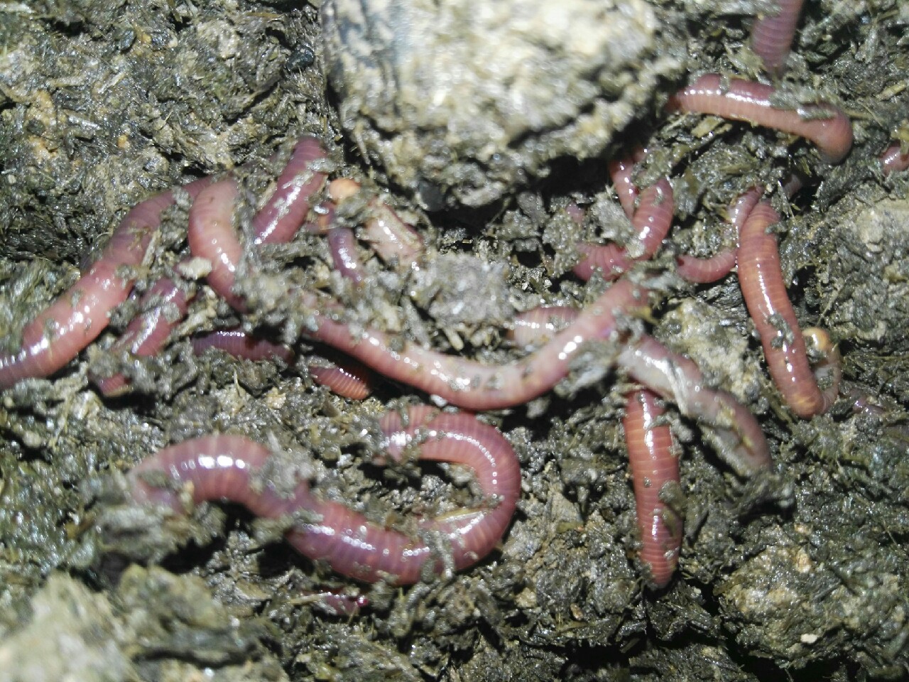 蚯蚓保存放保鲜还是放急冻,大批量蚯蚓怎样存放成活率高