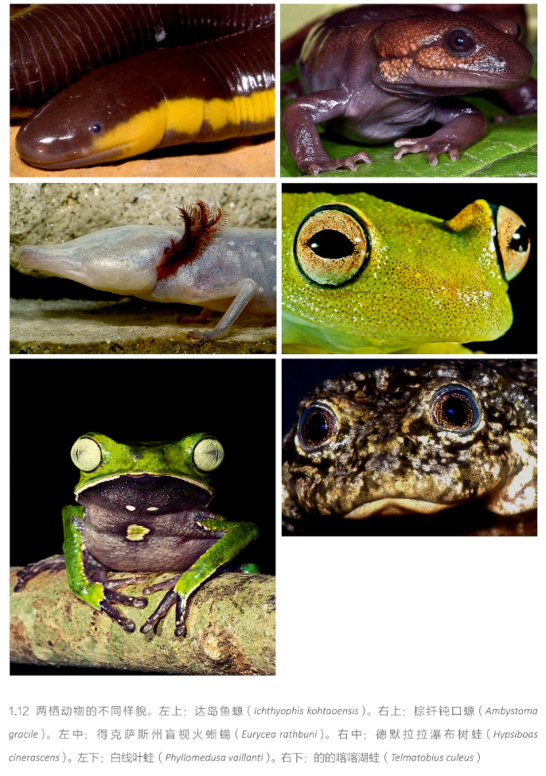 爬行动物和两栖动物有什么不同,探秘两栖动物和爬行动物的渊源