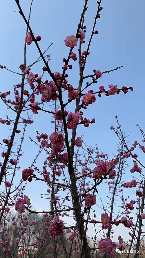 春风十里咸阳湖,花红柳绿渭水清