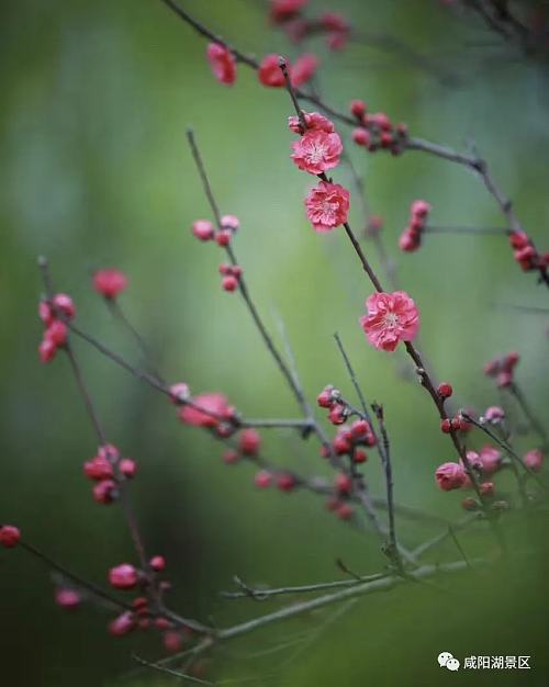 春风十里咸阳湖,花红柳绿渭水清