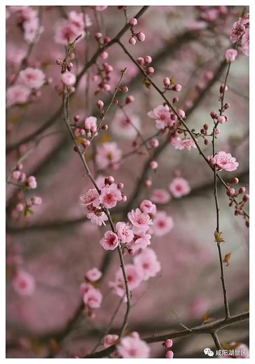 春风十里咸阳湖,花红柳绿渭水清