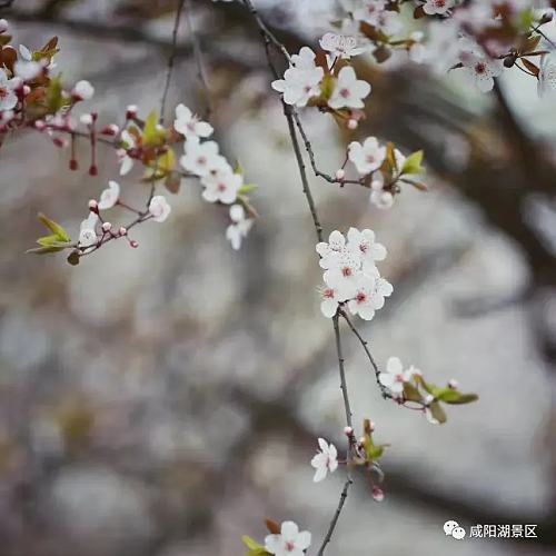 春风十里咸阳湖,花红柳绿渭水清