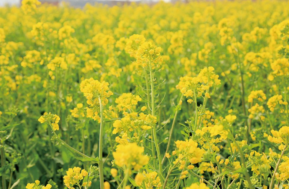 10首春天的诗带你游览大好春光,春天适合踏青的诗句