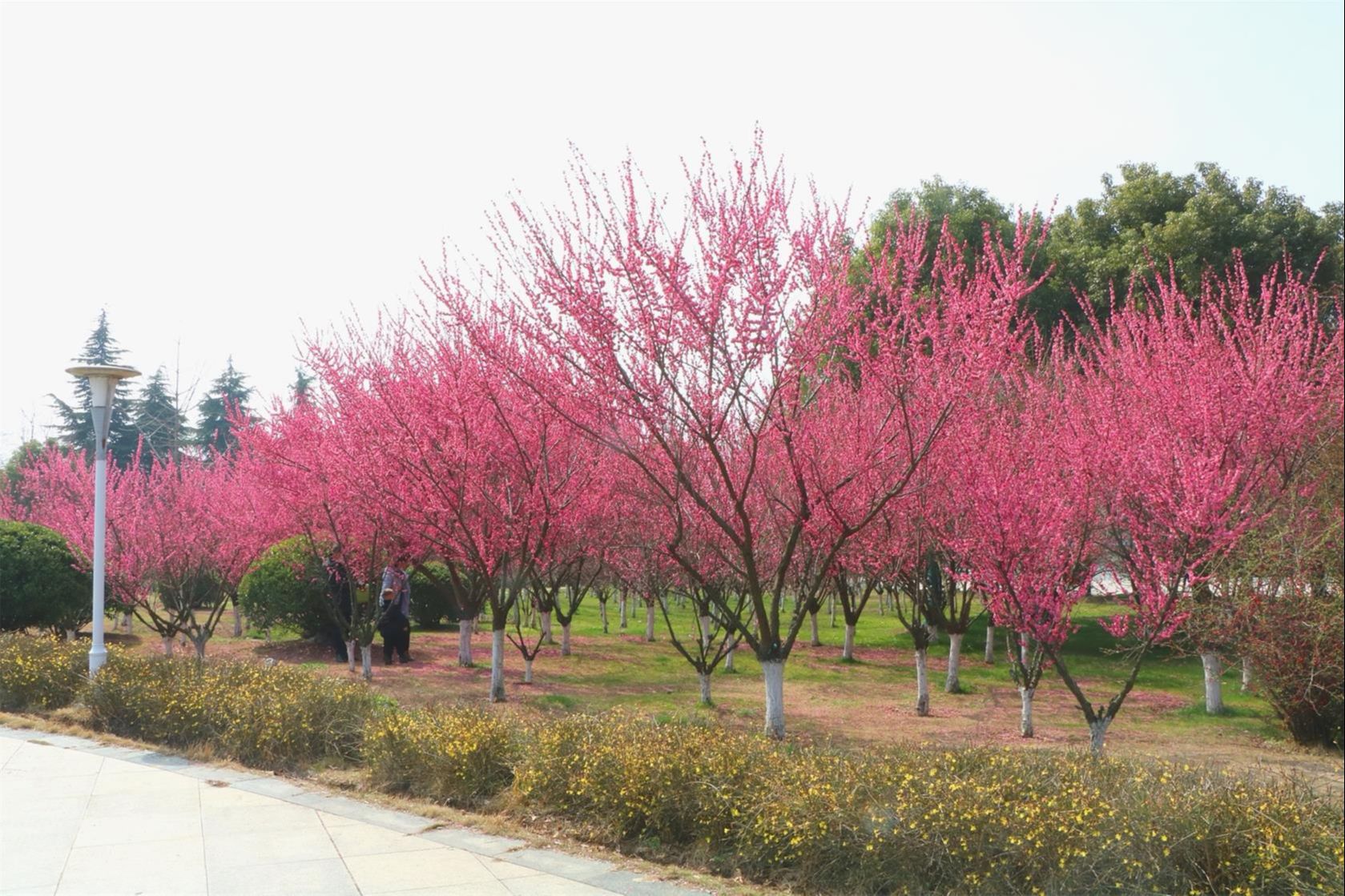 2018桃花盛开地方,春季桃花盛开的地方