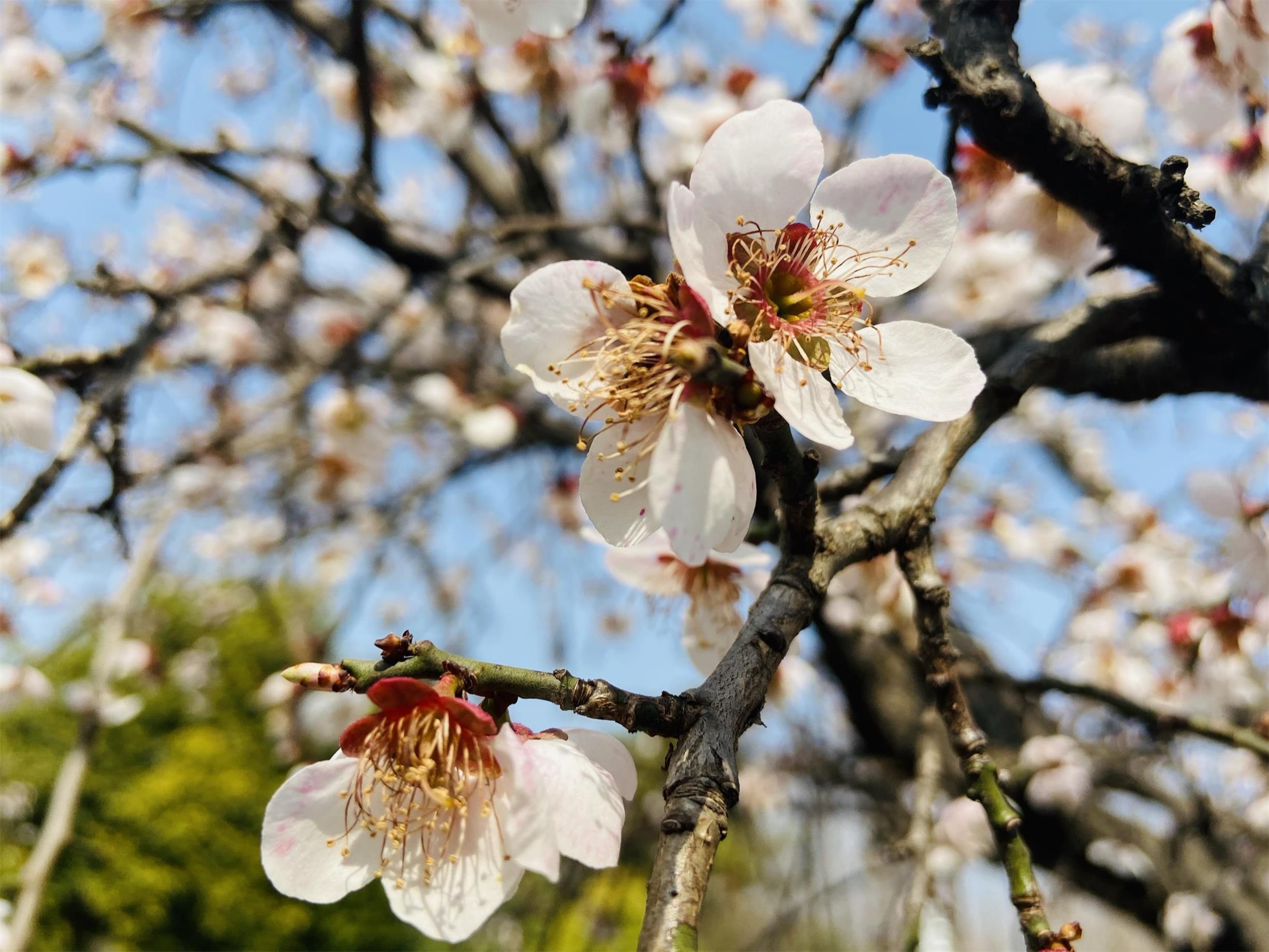 2018桃花盛开地方,春季桃花盛开的地方
