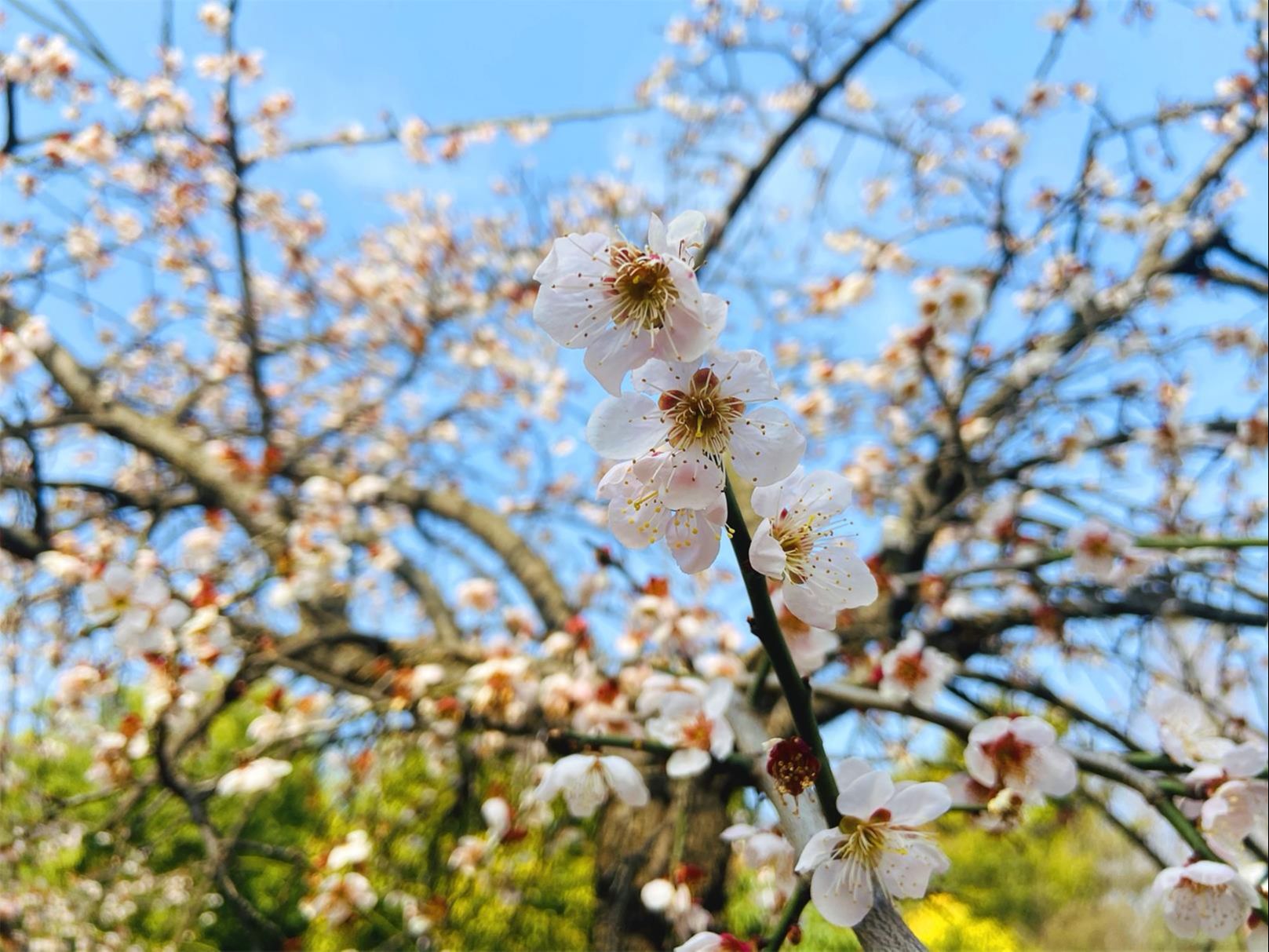 2018桃花盛开地方,春季桃花盛开的地方