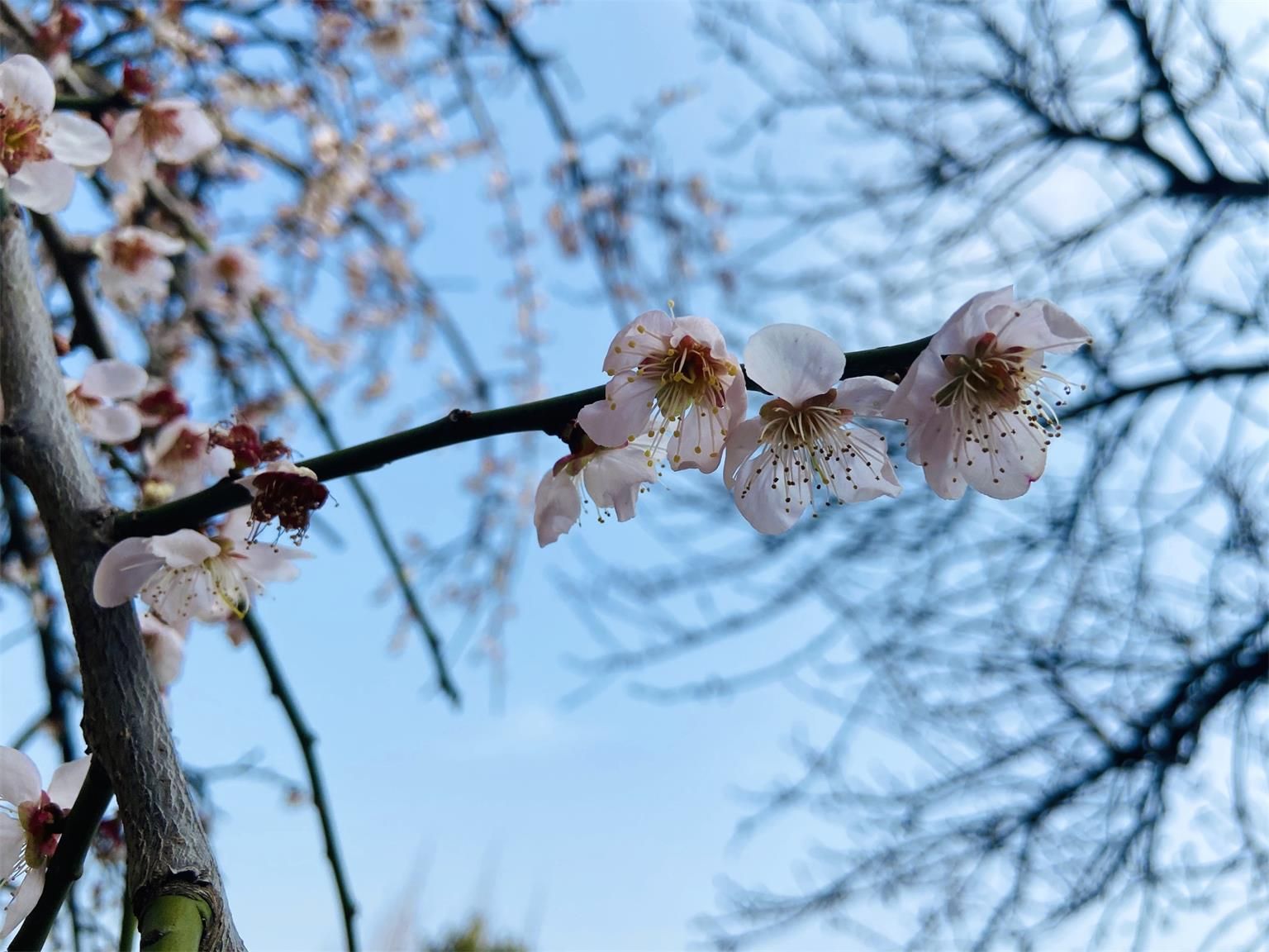 2018桃花盛开地方,春季桃花盛开的地方