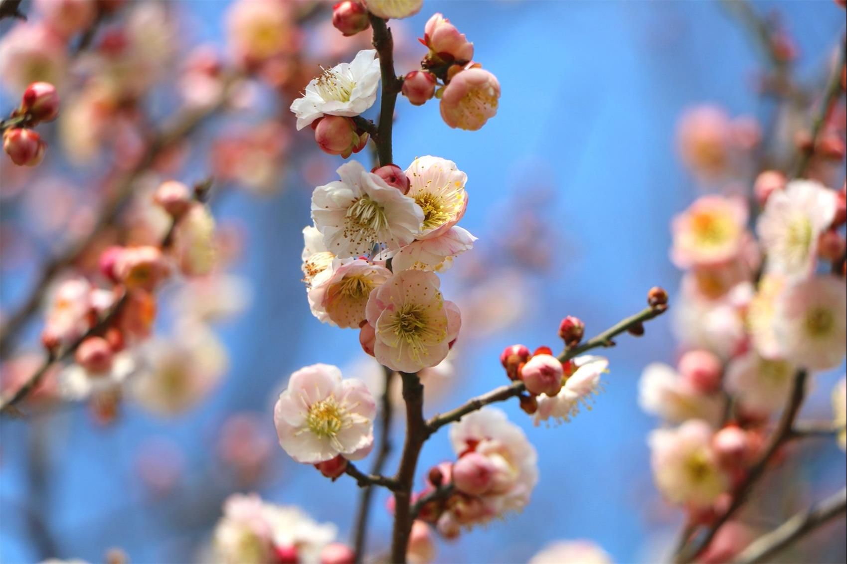 2018桃花盛开地方,春季桃花盛开的地方