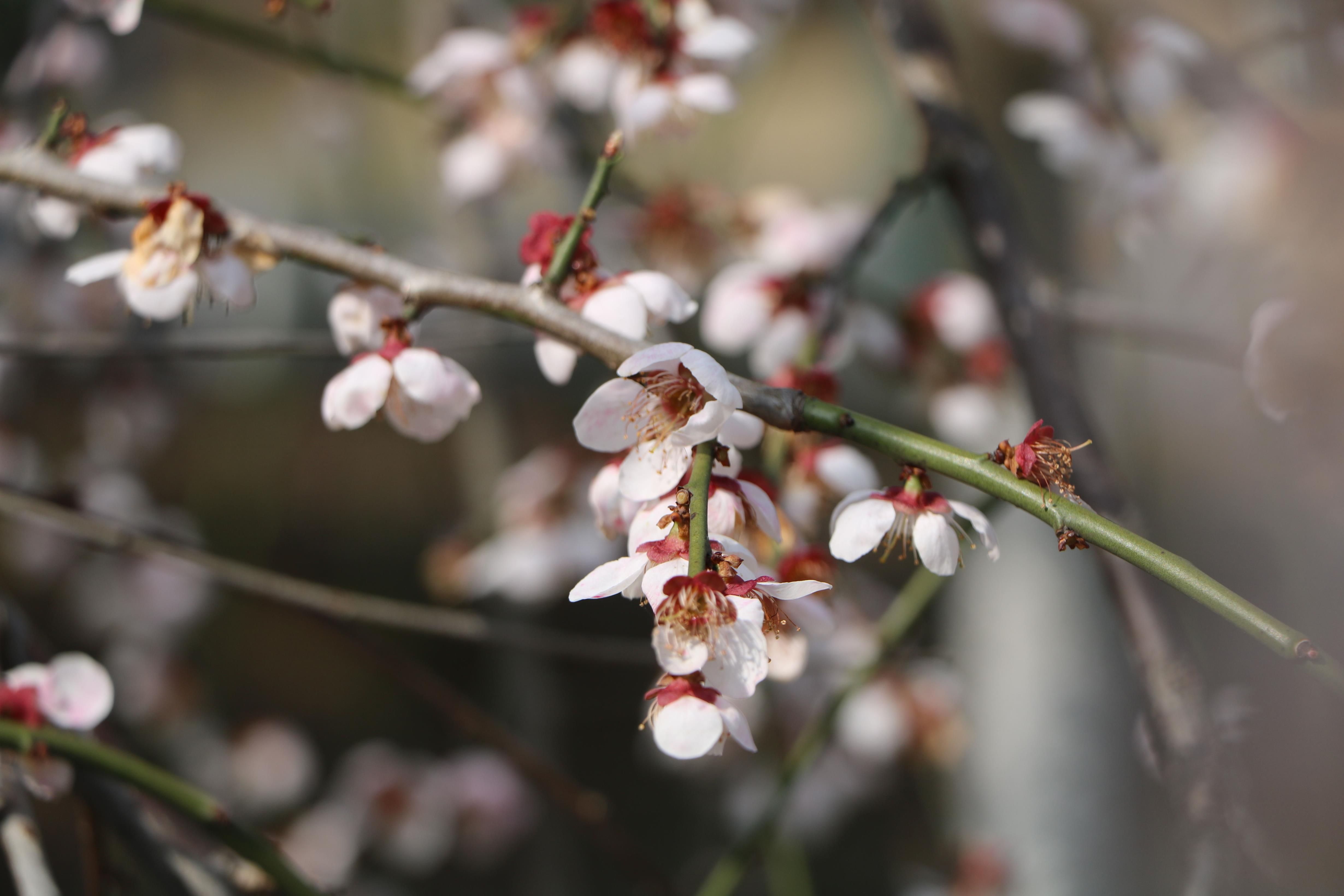 2018桃花盛开地方,春季桃花盛开的地方