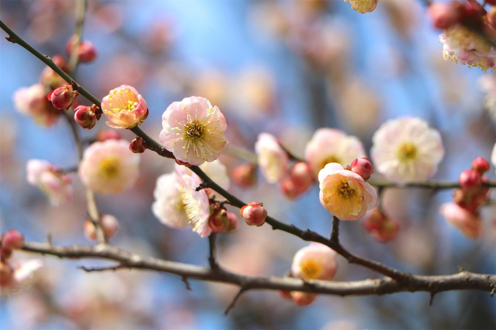2018桃花盛开地方,春季桃花盛开的地方