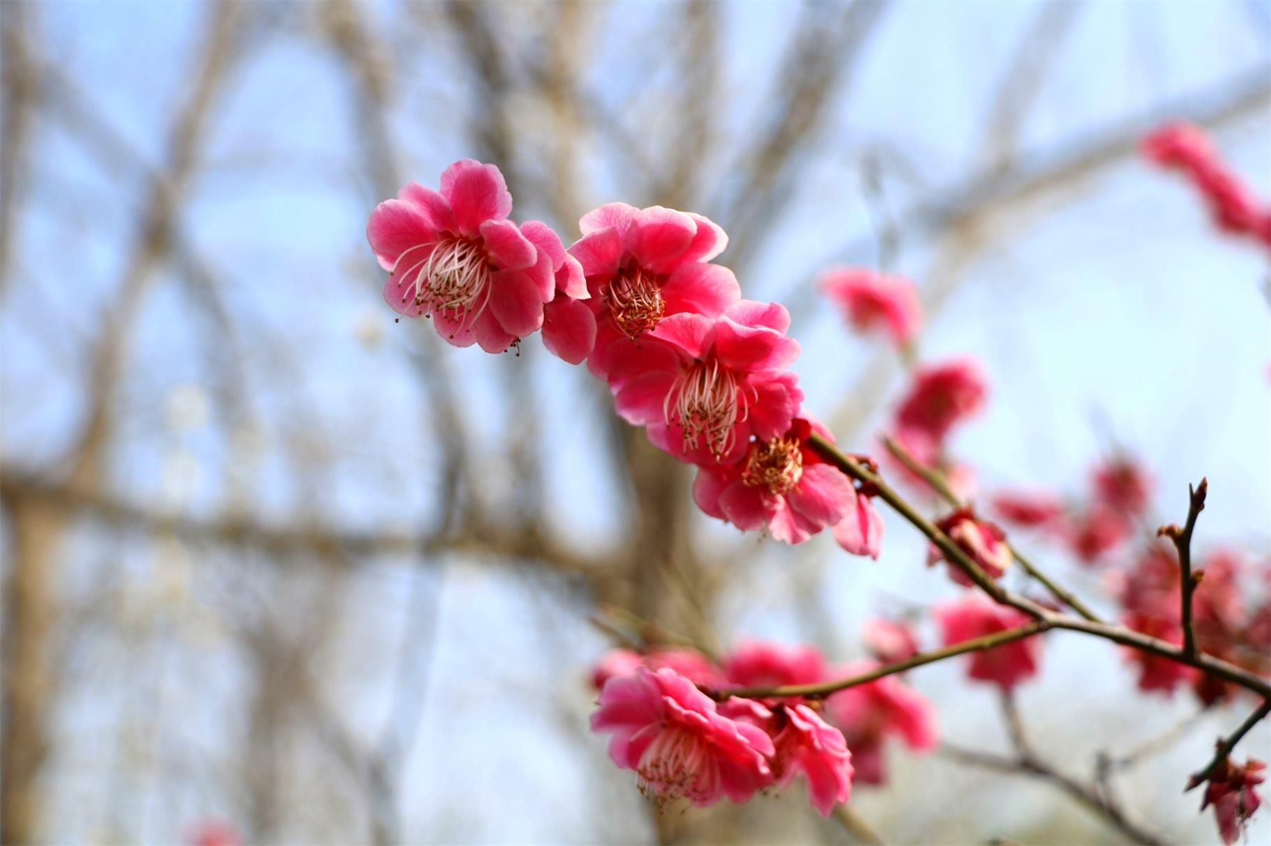 2018桃花盛开地方,春季桃花盛开的地方