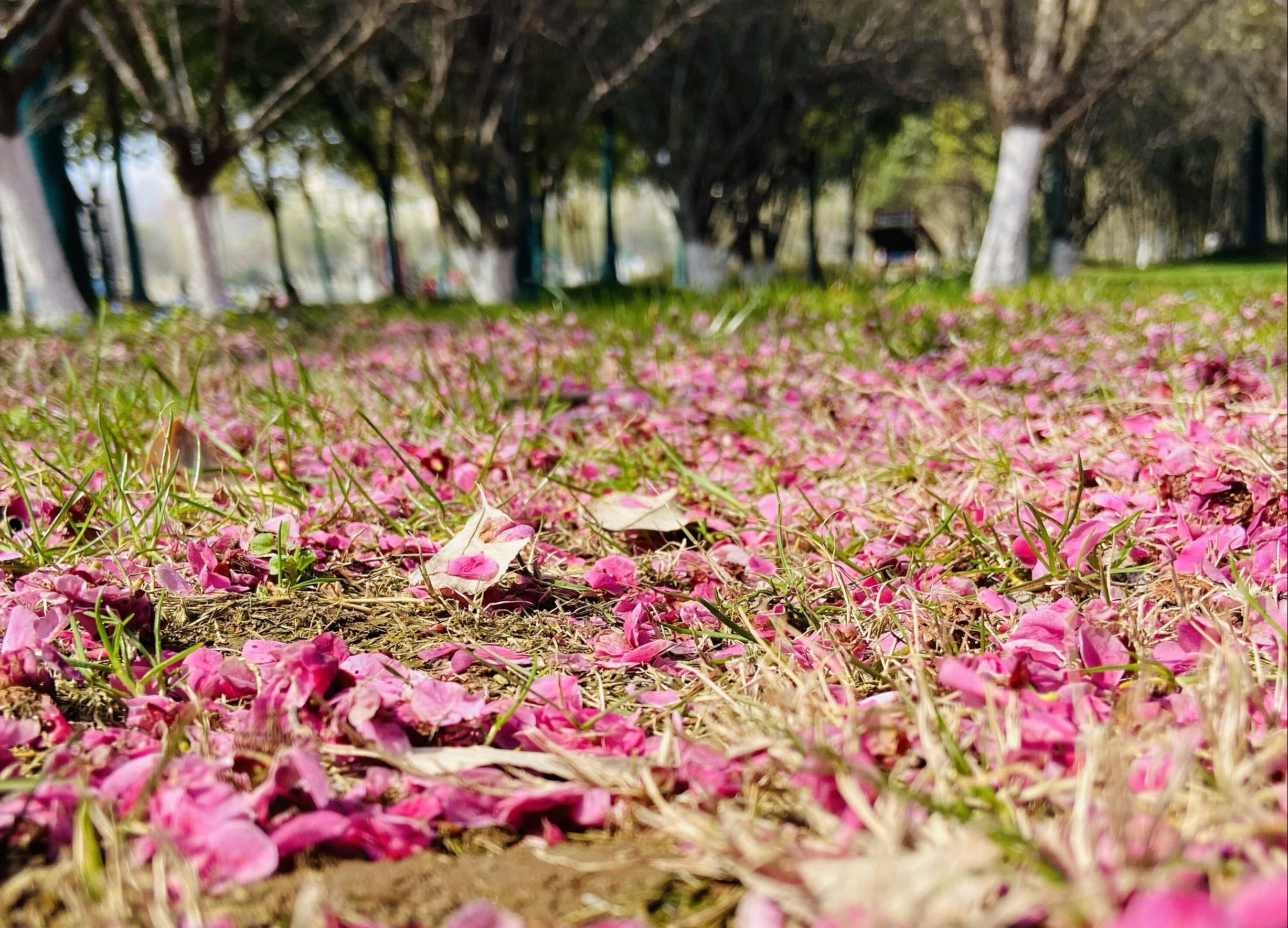 2018桃花盛开地方,春季桃花盛开的地方