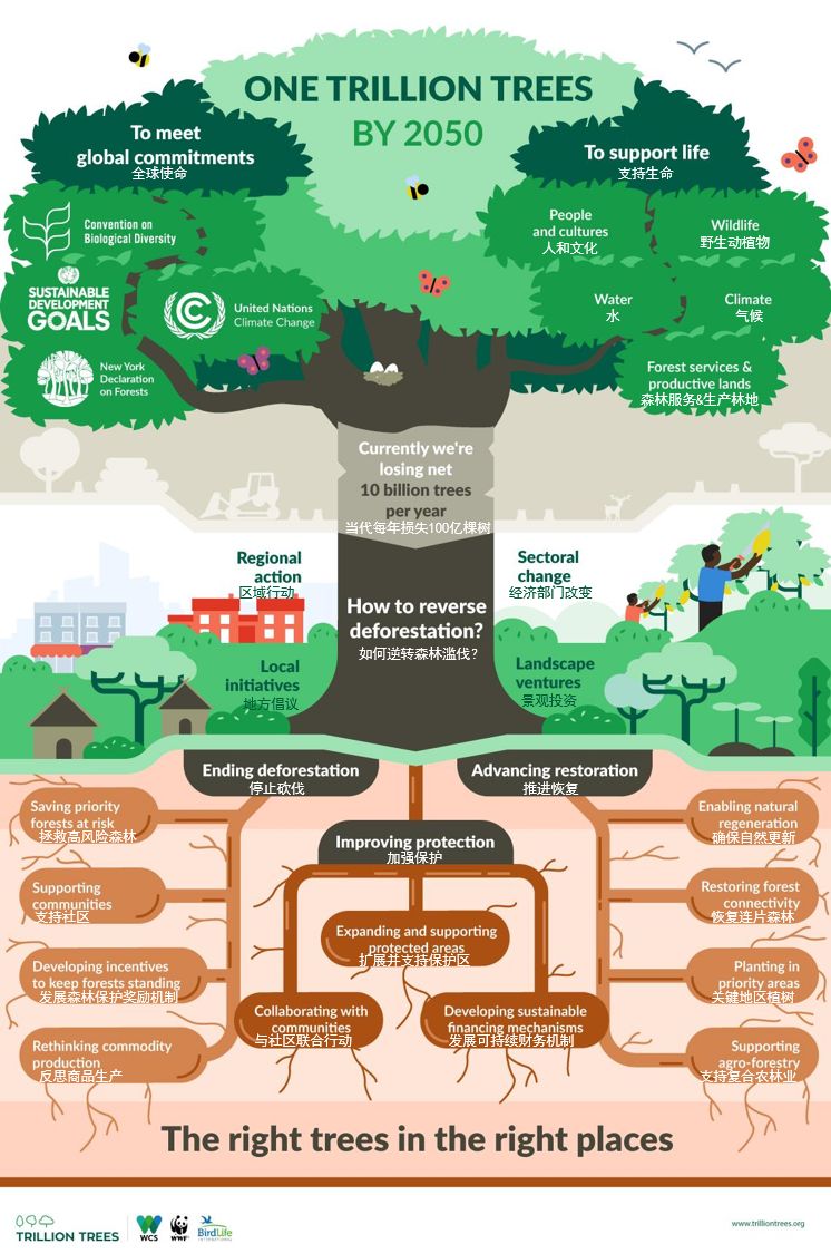 全球变暖种树有用吗,种树可以阻止全球变暖吗