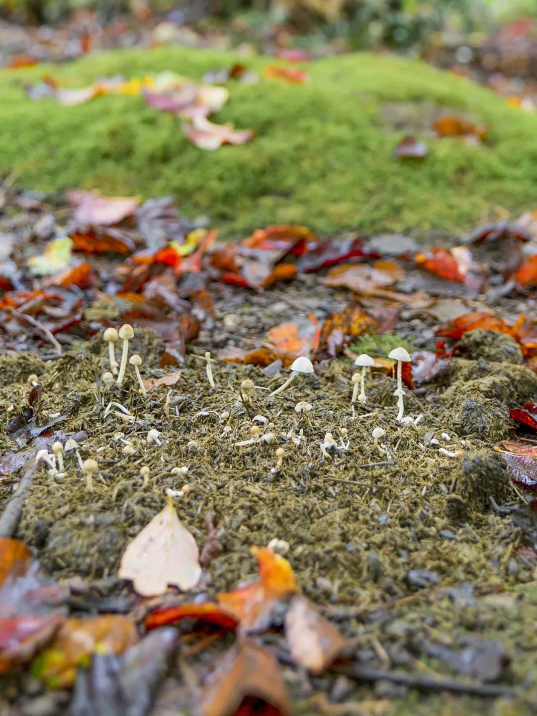 全球变暖种树有用吗,种树可以阻止全球变暖吗
