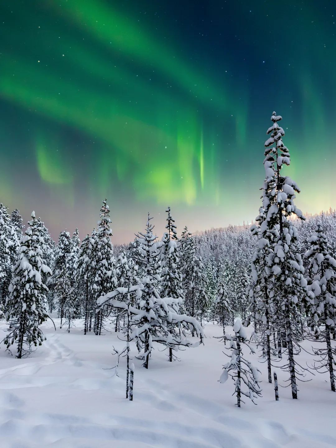 全球变暖种树有用吗,种树可以阻止全球变暖吗