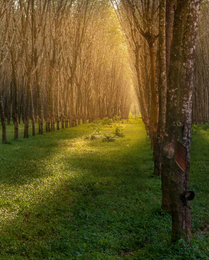 全球变暖种树有用吗,种树可以阻止全球变暖吗