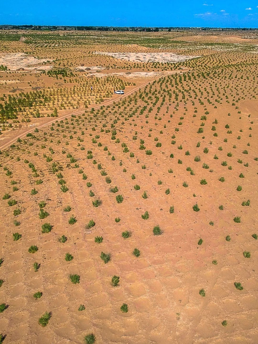 全球变暖种树有用吗,种树可以阻止全球变暖吗