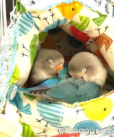 牡丹鹦鹉雏鸟睡觉嘴巴一直动,牡丹鹦鹉睡着了还在唧唧叫